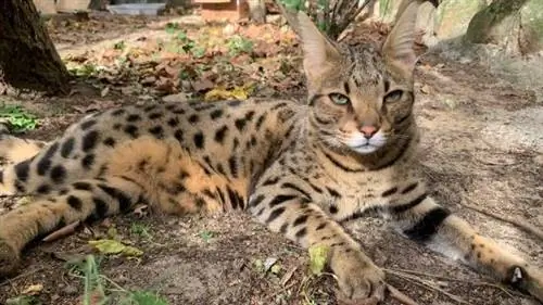 кошка саванна лежит на земле приюта для животных
