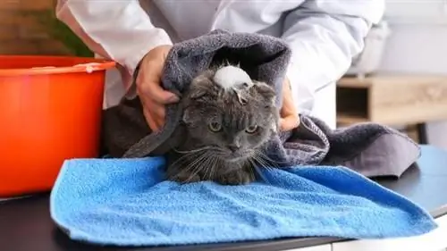 мыть серого кота шампунем и вытирать его полотенцем мыть серого кота шампунем и вытирать его полотенцем