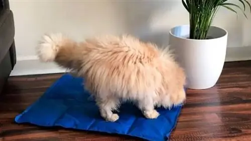 кот стоит на охлаждающем одеяле рядом с растением кот стоит на охлаждающем одеяле рядом с растением