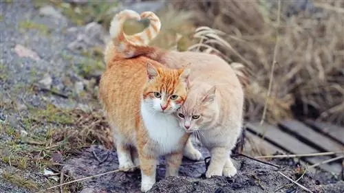 Две бродячие кошки обнимаются Две бродячие кошки обнимаются