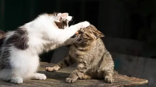 Два бездомных кота дерутся Два бездомных кота дерутся