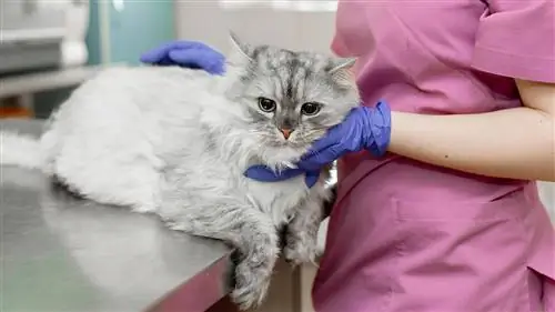 Кошка на осмотре у ветеринара Кошка на осмотре у ветеринара