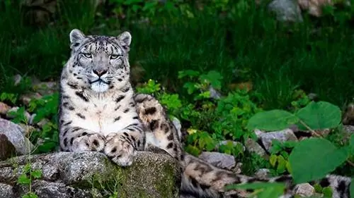 Снежный барс лежит на камне Снежный барс лежит на камне