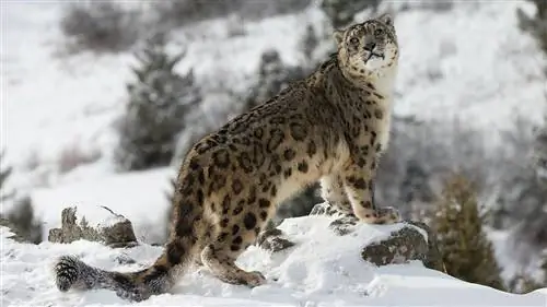 Снежный барс, леопард, который не ревет