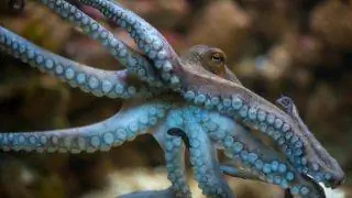 Осьминог - самое умное беспозвоночное в мире. Осьминог - самое умное беспозвоночное в мире.