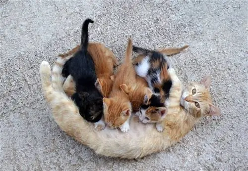 кошки кошки
