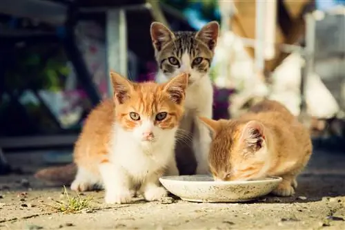 бездомные коты бездомные коты