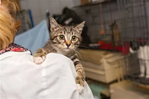 дикие кошки дикие кошки
