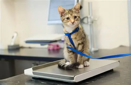 бездомные коты бездомные коты