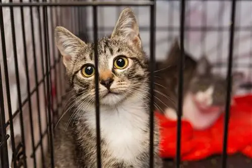 бездомные коты бездомные коты
