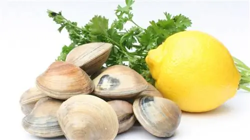 Продукты, богатые железом