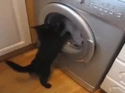 Кошачья машина GIF - Найди и поделись на GIPHY