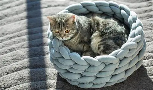 Картина Картина