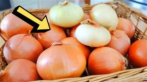 Как хранить лук & Сохраните его свежим в течение 1 года