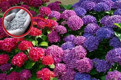 Чеснок пророс? Никогда не выбрасывайте его снова, я скажу вам, почему