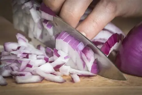 Почему лук заставляет нас плакать и как этого избежать