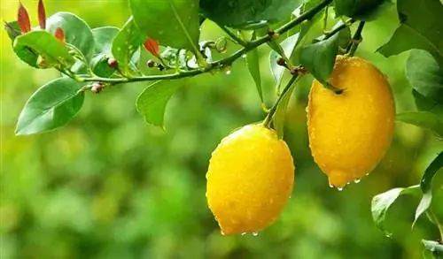 удобрения для растений удобрения для растений