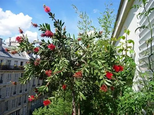 Балкон в городе - творение ландшафтного дизайнера Гастона Бинтнера Балкон в городе - творение ландшафтного дизайнера Гастона Бинтнера