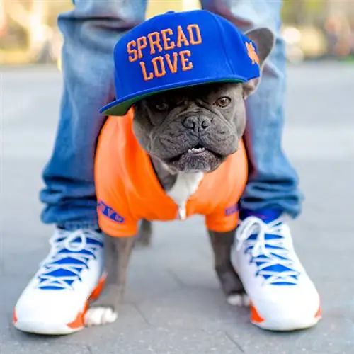 Instagram Sensation «The Dogist» выпускает новую фотокнигу с участием 1000 собак