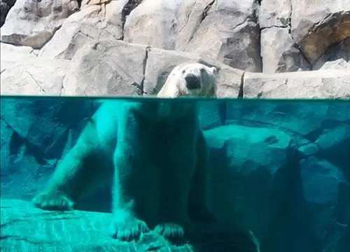 Проливаем свет на страдания животных в неволе