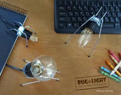 Настольная коллекция насекомых-насекомых-4 Настольная коллекция насекомых-насекомых-4