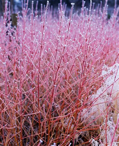 Кизил Cornus Midwinter Fire, покрытый инеем Кизил Cornus Midwinter Fire, покрытый инеем