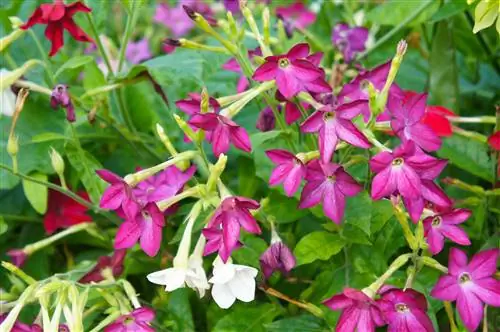 Nicotiana alata цветет табачно-розовыми цветками. Nicotiana alata цветет табачно-розовыми цветками.