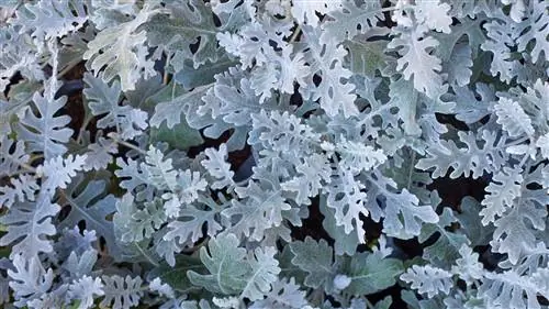 Пыльная мельница Senecio cineraria листва Пыльная мельница Senecio cineraria листва