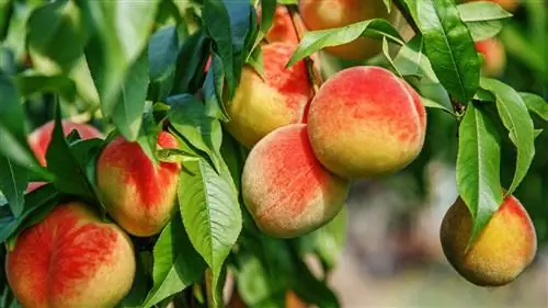 Как вырастить персиковое дерево из косточки – чтобы получить вкусные плоды