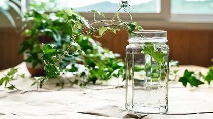Английский плющ срезается в воде