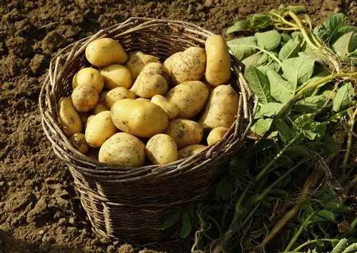 Картофель