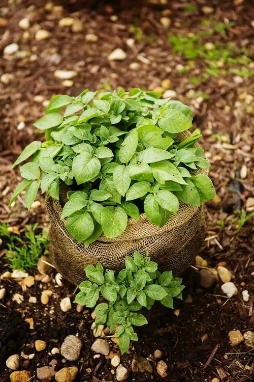Растение картофеля, выращиваемое в мешке из мешковины