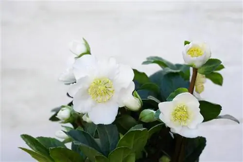 Helleborus niger 'Рождественская песнь' Helleborus niger 'Рождественская песнь'