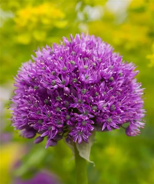 Аллиум Purple Sensation цветет. Аллиум Purple Sensation цветет.