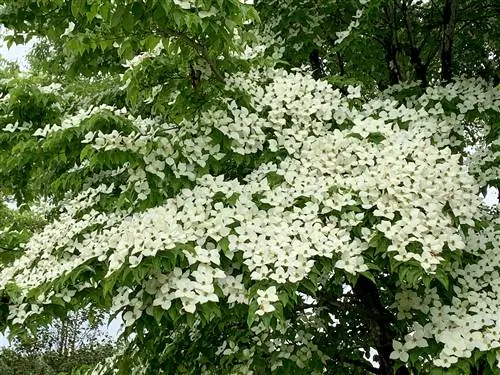 Cornus Kousa или японский кизил