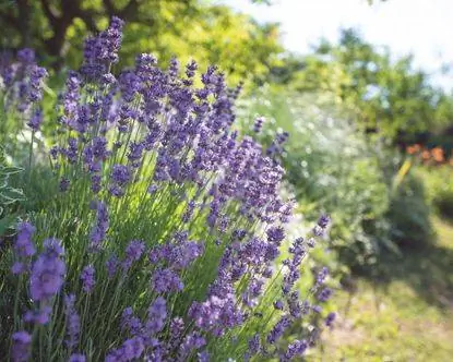 Когда сажать лаванду - лаванда «Hidcote» Когда сажать лаванду - лаванда «Hidcote»