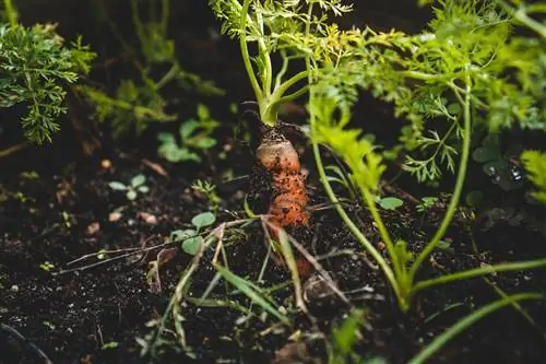 компаньон сажает морковь unsplash Джонатан Кемпер компаньон сажает морковь unsplash Джонатан Кемпер