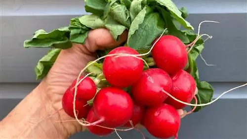 Когда сажать редис – чтобы получать вкусный урожай круглый год