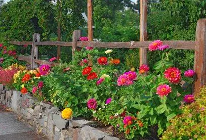 Когда сажать семена циннии - zinnias getty-521095012 Когда сажать семена циннии - zinnias getty-521095012