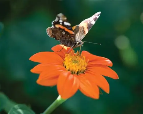 Цветы для посадки в апреле Tithonia rotundifolia ‘Torch’ от Сары Рэйвен Цветы для посадки в апреле Tithonia rotundifolia ‘Torch’ от Сары Рэйвен