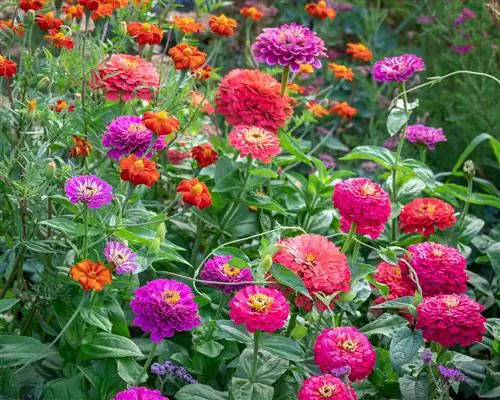 Цинния элегантная 'Giant Dahlia Mix' будет посажена в апреле от Сары Рэйвен. Цинния элегантная 'Giant Dahlia Mix' будет посажена в апреле от Сары Рэйвен.
