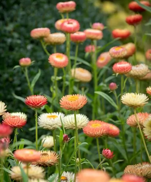 Xerochrysum bracteatum 'Salmon Rose' рекомендована Сарой Рэйвен к посеву в апреле. Xerochrysum bracteatum 'Salmon Rose' рекомендована Сарой Рэйвен к посеву в апреле.