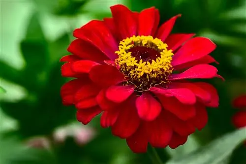 как вырастить циннию pisauikan-unsplash как вырастить циннию pisauikan-unsplash