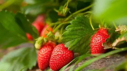 Клубника и листья вблизи Клубника и листья вблизи