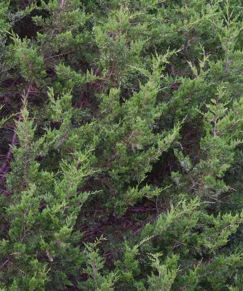 Восточный красный кедр, также известный как Juniperus Virginiana. Восточный красный кедр, также известный как Juniperus Virginiana.