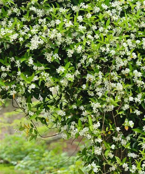 звездчатый жасмин, также известный как Trachelospermum jasminoides, в цвету звездчатый жасмин, также известный как Trachelospermum jasminoides, в цвету