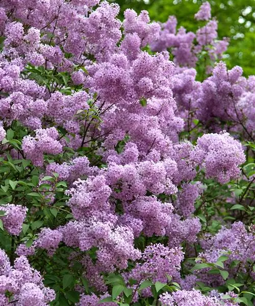 Китайская сирень, также известная как Syringa chinensis. Китайская сирень, также известная как Syringa chinensis.