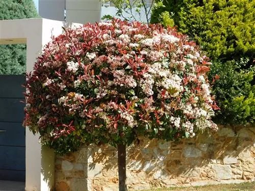 Красная малиновка photinia fraseri с красными и зелеными листьями и белыми цветами.