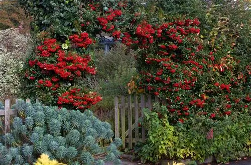 Pyracantha coccinea 'Red Column', взрослая над забором, с темно-зелеными вечнозелеными листьями и красными ягодами leigh clapp-j.webp