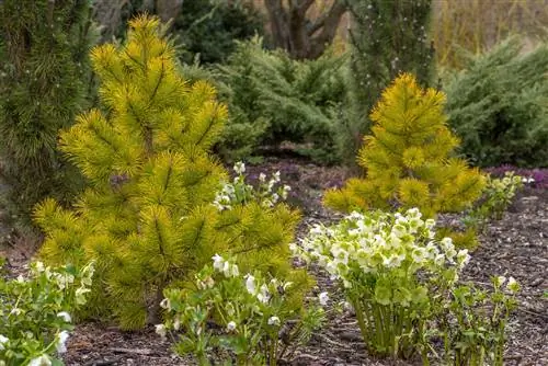 Весенняя посадка в саду белых цветов чемерицы и Pinus contorta 'Chief Joseph'.